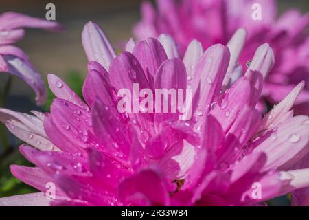 Vue macro de la fleur de chrysanthème rose avec gouttes de pluie. Banque D'Images