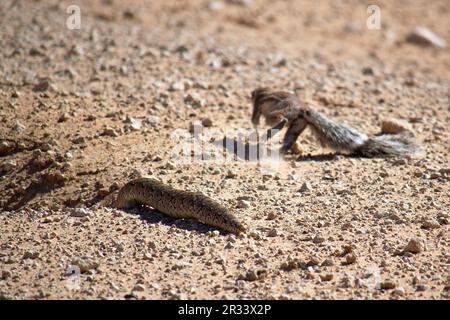 Écureuil dans le parc national de Kgalagadi (Afrique du Sud) faisant une escapade hâtive d'un escabeau de bouffée sur le point d'envahir son coin Banque D'Images