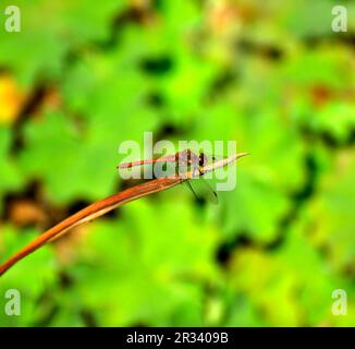 Myrtille rouge sang (Sympetrum sanguineum) Banque D'Images