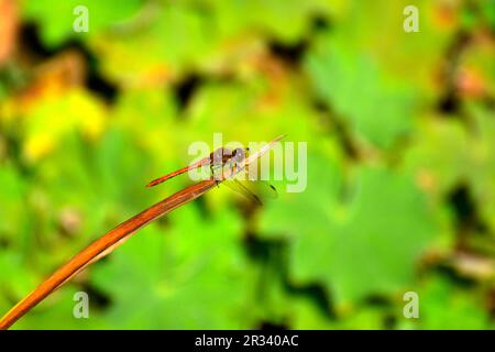 Myrtille rouge sang (Sympetrum sanguineum) Banque D'Images