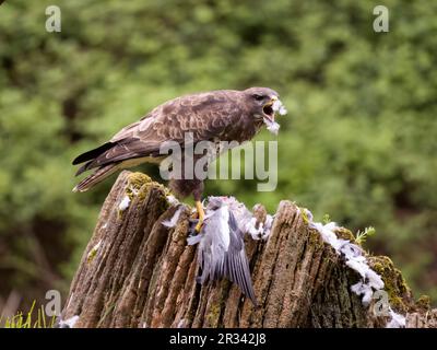 Buteo buteo, oiseau unique sur une souche de pigeon de bois, Leicestershire, mai 2023 Banque D'Images