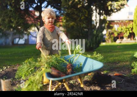 Petit garçon avec une brouette pleine de carottes travaillant dans le jardin. Banque D'Images