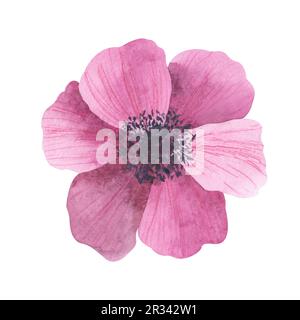 Aquarelle des coquelicots orange de californie isolés sur fond blanc. Illustration peinte à la main avec des fleurs rouges brillantes ensoleillées pour créer des invitations Banque D'Images