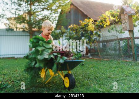 Petit garçon avec brouette pleine de légumes travaillant dans le jardin. Banque D'Images