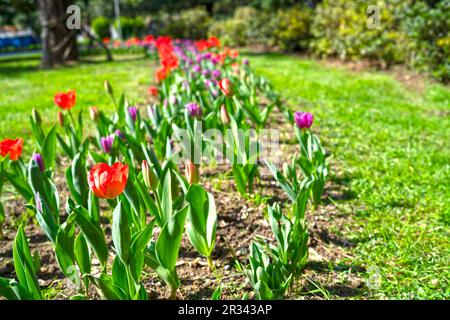 Foyer sélectif d'une fleur de pavot rouge dans le jardin pour l'arrière-plan et l'inspiration Banque D'Images