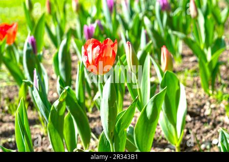 Foyer sélectif d'une fleur de pavot rouge dans le jardin pour l'arrière-plan et l'inspiration Banque D'Images