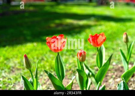 Foyer sélectif d'une fleur de pavot rouge dans le jardin pour l'arrière-plan et l'inspiration Banque D'Images