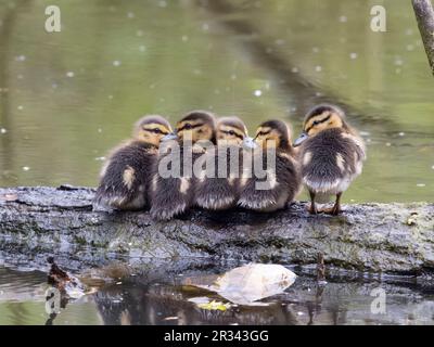 Mallard, Anas platyrhynchos, jeunes canetons par l'eau, Warwickshire, mai 2023 Banque D'Images