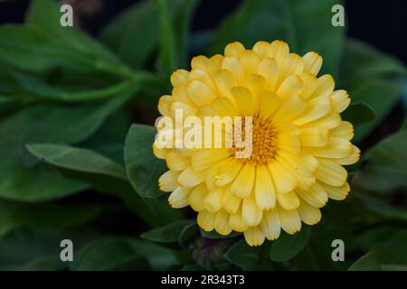 Vue en gros plan de la fleur de Calendula jaune Banque D'Images