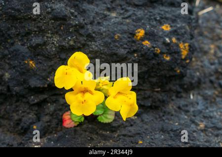 Les fleurs de singe de seep jaune poussent le long des rochers de la plage, sur la côte de l'Oregon, aux États-Unis Banque D'Images