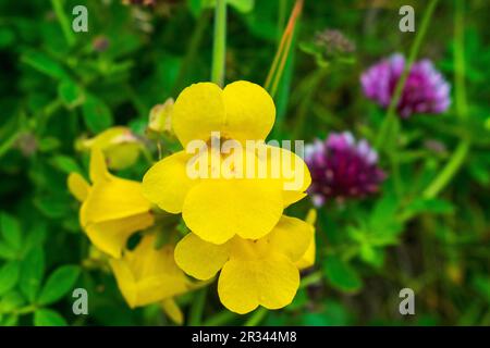 Les fleurs de singe de seep jaune poussent le long des rochers de la plage, sur la côte de l'Oregon, aux États-Unis Banque D'Images