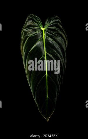 Philodendron Melanochrysum (Philodendron d'or noir) Banque D'Images