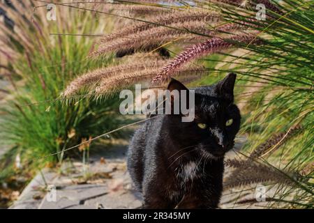 Chat noir avec un collier blanc dehors dans une cour verte marche le long de la chaussée, gros plan, foyer sélectif Banque D'Images