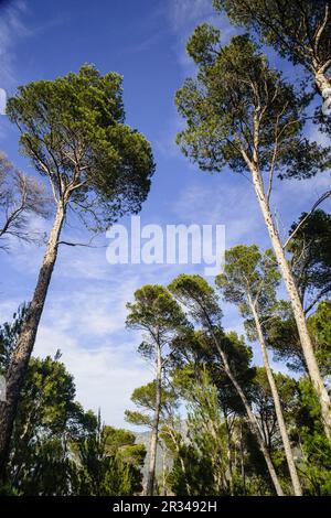 Pinos de Halepo. Son Bunyola, Valverde. Parque Natural de la Sierra de Tramuntana. Mallorca. Islas Baleares. L'Espagne. Banque D'Images