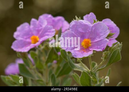 Estepa Blanca (Cistus albidus). Puig de Randa.Llucmajo-Algaidar.Mallorca.Baleares.España. Banque D'Images