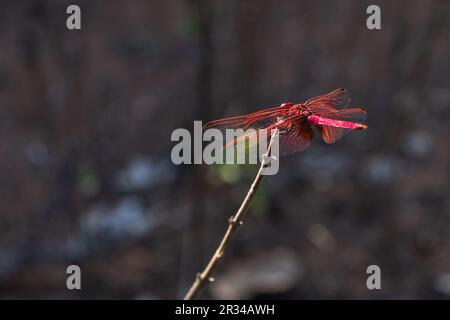 Libellule rouge reposant sur une branche dans la forêt au coucher du soleil Banque D'Images