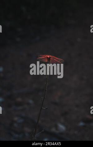 Libellule rouge reposant sur une branche dans la forêt au coucher du soleil Banque D'Images