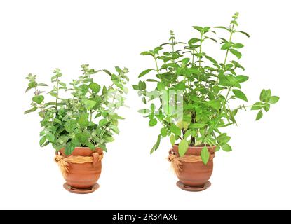 Basilic citron (basilic Hoary, Ocimum africanum) et menthe poivrée. Des branches de basilic thaïlandais au citron et de menthe poivrée dans des pots de fleurs. Lao basilic buisson et menthe dans l'argile f Banque D'Images