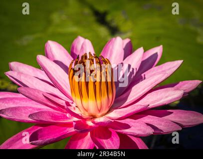 Gros plan d'une lilie d'eau colorée Banque D'Images