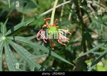 Gros plan d'un fruit vert et des tiges restantes qui ne se sont pas développées en fleurs d'une inflorescence florale de la plante de corail (Jatropha Multifida) Banque D'Images