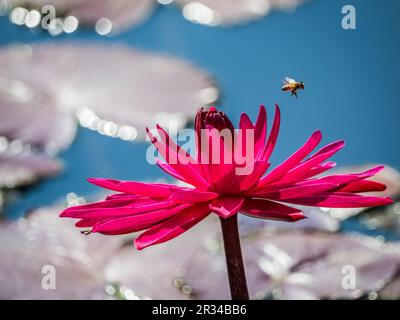 Gros plan d'une lilie d'eau colorée avec une abeille volante Banque D'Images