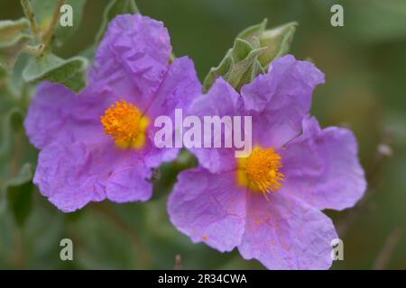 Estepa Blanca (Cistus albidus). Puig de Randa.Llucmajo-Algaidar.Mallorca.Baleares.España. Banque D'Images