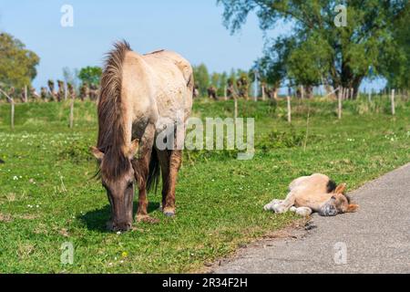 Une vue réconfortant: Mère et Newborn Konik Pony paître sur l'herbe hollandaise dans un parc national Banque D'Images