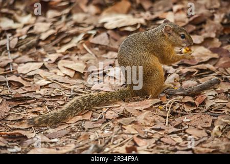 Smiths Bush Squirrel Paraxerus cepapi 14878 Banque D'Images