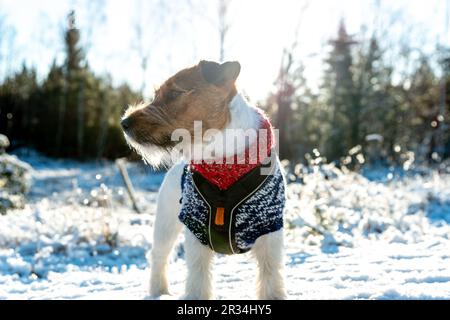 jack russell terrier en hiver Banque D'Images