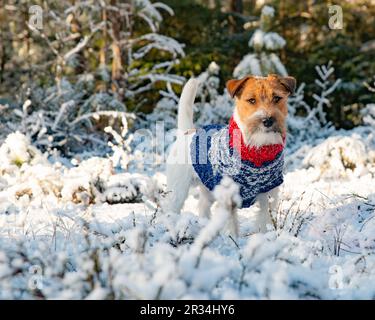 jack russell terrier en hiver Banque D'Images