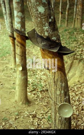 Une plantation d'arbres en caoutchouc près de la ville de Menghai, dans la province du Yunnan, en Chine, en Asie de l'est. Chine, Yunnan, avril 1996 Banque D'Images