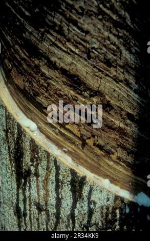 Une plantation d'arbres en caoutchouc près de la ville de Menghai, dans la province du Yunnan, en Chine, en Asie de l'est. Chine, Yunnan, avril 1996 Banque D'Images