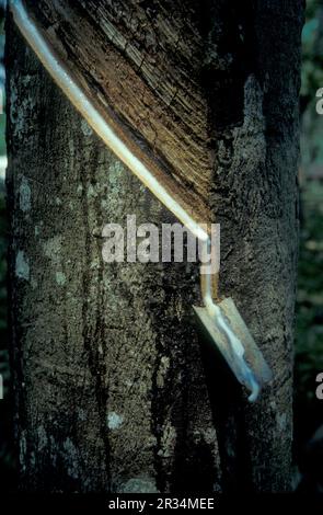 Une plantation d'arbres en caoutchouc près de la ville de Menghai, dans la province du Yunnan, en Chine, en Asie de l'est. Chine, Yunnan, avril 1996 Banque D'Images