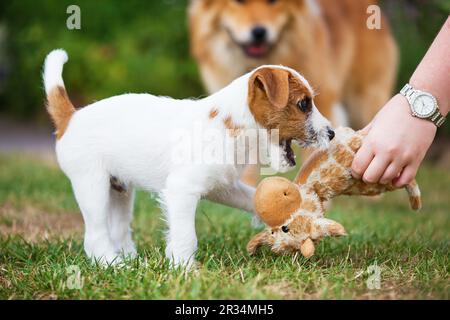 Parson Russell Terrier puppy Banque D'Images