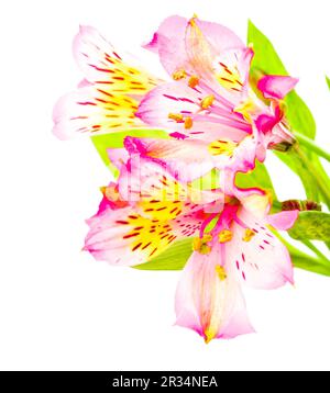 L'alstroemeria rose isolated Banque D'Images