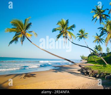 Plage tropicale intacte au Sri Lanka Banque D'Images