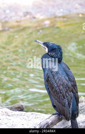 Un grand cormorant se trouve sur un museau sur le fond d'un étang de forêt verte en flou. Image verticale. Copier l'espace. Banque D'Images