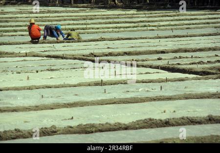 agriculture et paysage à la ville de Dali sur le lac ER Hai dans la province du Yunnan en Chine en Asie de l'est. Chine, Yunnan, avril 1996 Banque D'Images