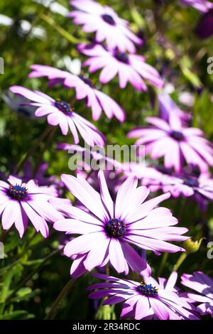 Fleurs de pâquerettes africaines pourpres (Osteospermum) en fleurs Banque D'Images