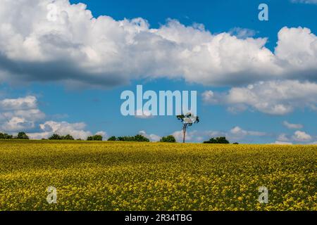 Un champ de colza hypnotisant sous un vaste ciel bleu orné de nuages moelleux, tandis qu'un arbre solitaire est un témoin silencieux au loin. Banque D'Images