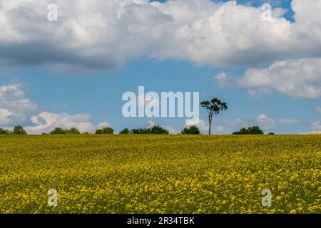 Un champ de colza hypnotisant sous un vaste ciel bleu orné de nuages moelleux, tandis qu'un arbre solitaire est un témoin silencieux au loin. Banque D'Images