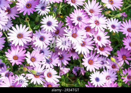 Fleurs de pâquerettes africaines pourpres (Osteospermum) en fleurs Banque D'Images