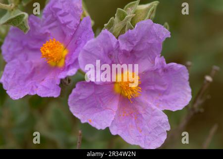 Estepa Blanca (Cistus albidus). Puig de Randa.Llucmajo-Algaidar.Mallorca.Baleares.España. Banque D'Images