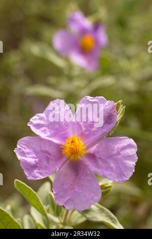 Estepa Blanca (Cistus albidus). Puig de Randa.Llucmajo-Algaidar.Mallorca.Baleares.España. Banque D'Images