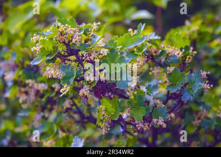 Des branches de Currant alpin doré avec des feuilles et des bourgeons verts sont en été. Banque D'Images