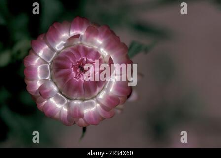 Une fleur tropicale à Xishuangbanna dans la région de la province du Yunnan en Chine en Asie de l'est. Chine, Yunnan, avril 1996 Banque D'Images