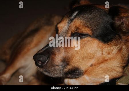 Vue horizontale du chien Texas Heeler essayant de rester éveillé. Banque D'Images