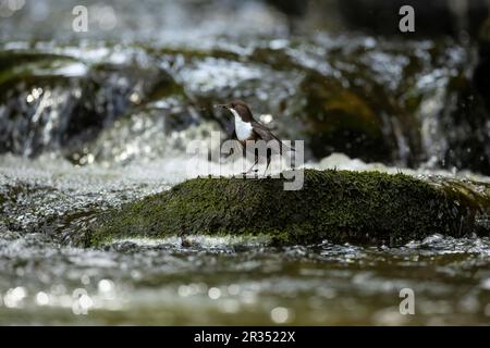 Balancier (Cinclus Cinclus) chasse sur une rivière à écoulement rapide Banque D'Images