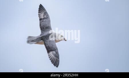 Fulmar du nord volant dans un ciel pâle montrant ses plumes et son plumage Banque D'Images