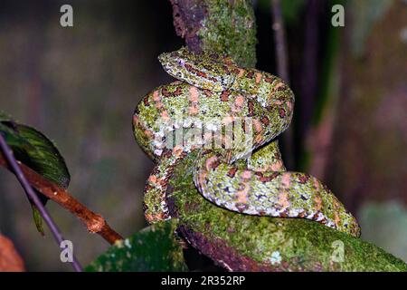 Palmier à paupières Pitviper (Bothriechis schlegelii) de Laguna Lagarto, Costa Rica. (Photo stockée). Banque D'Images